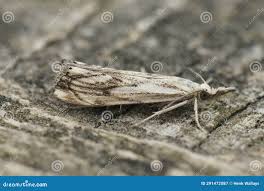 Attēlu rezultāti vaicājumam “Catoptria falsella”