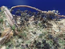 Attēlu rezultāti vaicājumam “Collaria rubens”