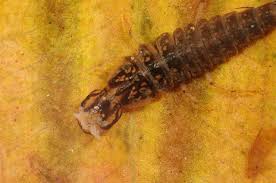 Attēlu rezultāti vaicājumam “Ilybius sp.”