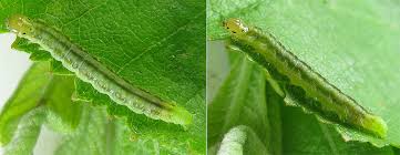 Attēlu rezultāti vaicājumam “Pandemis cerasana”