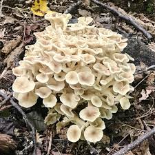 Attēlu rezultāti vaicājumam “Polyporus umbellatus”