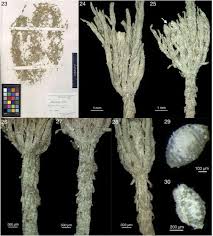 Attēlu rezultāti vaicājumam “Chara rudis”