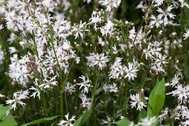 Image result for Lychnis flos-cuculi