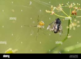 Attēlu rezultāti vaicājumam “Phylloneta cocoon”
