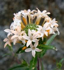 Image result for Phlox (großblumig)