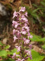 Attēlu rezultāti vaicājumam “Gymnadenia conopsea flower”