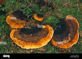 Attēlu rezultāti vaicājumam “Gloeophyllum odoratum”