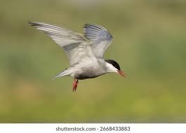 Attēlu rezultāti vaicājumam “Chlidonias hybrida”