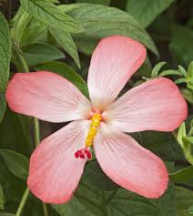 Image result for Abelmoschus moschatus