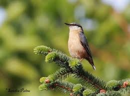 Attēlu rezultāti vaicājumam “Sitta europaea male”