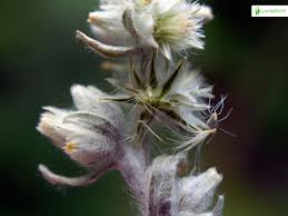 Attēlu rezultāti vaicājumam “Filago arvensis”