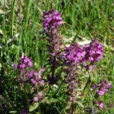 Attēlu rezultāti vaicājumam “Pedicularis palustris flower”