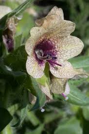 Attēlu rezultāti vaicājumam “Hyoscyamus niger flower”