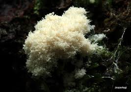 Attēlu rezultāti vaicājumam “Brefeldia maxima”