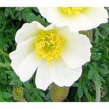 Image result for Alpenmohn