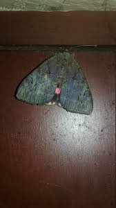 Attēlu rezultāti vaicājumam “Eulithis sp.”