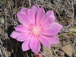 Attēlu rezultāti vaicājumam “Libanotis montana flower”