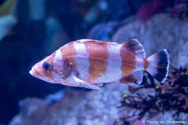 Image result for Sebastes