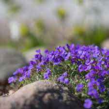 Attēlu rezultāti vaicājumam “Aubrieta deltoidea flower”
