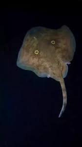 Image result for Raja radula