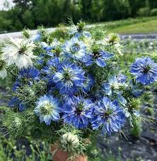 Image result for Nigella damascena