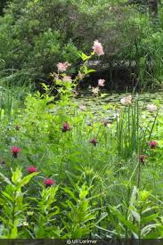 Attēlu rezultāti vaicājumam “Diderma montanum stalked”