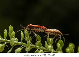 Attēlu rezultāti vaicājumam “Eurydema dominulus”