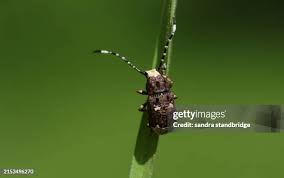 Attēlu rezultāti vaicājumam “Platystomos albinus”