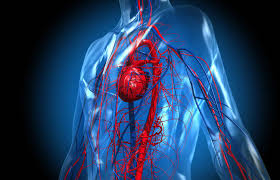 Image result for blood