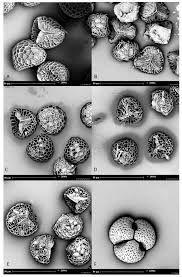 Attēlu rezultāti vaicājumam “Craterium leucocephalum var. scyphoides spores”