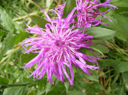 Image result for Centaurea pseudophrygia
