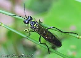 Attēlu rezultāti vaicājumam “Rhogogaster picta”