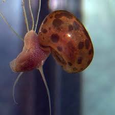 Attēlu rezultāti vaicājumam “Planorbis planorbis”