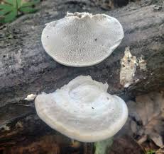 Attēlu rezultāti vaicājumam “Trametes gibbosa”