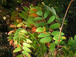 Attēlu rezultāti vaicājumam “Gymnosporangium cornutum”