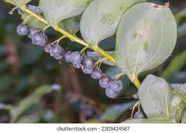 Attēlu rezultāti vaicājumam “Polygonatum multiflorum  fruit”