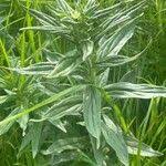 Attēlu rezultāti vaicājumam “Lithospermum officinale leaf”