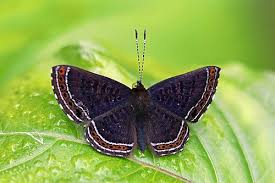 Attēlu rezultāti vaicājumam “Riodinidae”