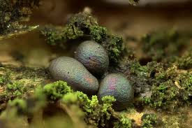 Attēlu rezultāti vaicājumam “Colloderma oculatum”