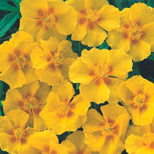 Attēlu rezultāti vaicājumam “Helianthemum x hybridum”