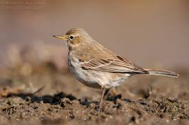 Image result for Anthus spinoletta