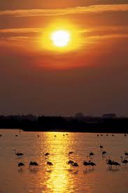 Image result for parque natural de camargue