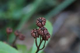 Attēlu rezultāti vaicājumam “Chimaphila umbellata fruit”