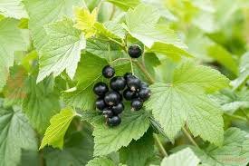 Attēlu rezultāti vaicājumam “Ribes nigrum”