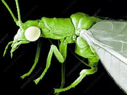 Attēlu rezultāti vaicājumam “Chrysopa”