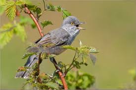 Attēlu rezultāti vaicājumam “Sylvia curruca adult”