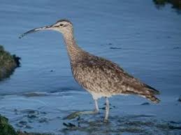 Image result for Numenius hudsonicus