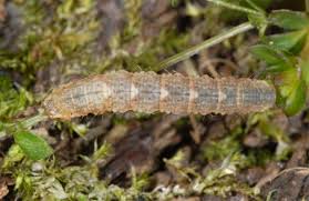 Attēlu rezultāti vaicājumam “Colostygia pectinataria”