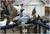 A Man& #39;s Lov
e of Pigeons,  ...