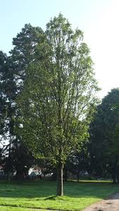 Attēlu rezultāti vaicājumam “Acer pseudoplatanus”